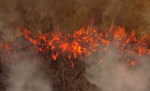 イベラ国立公園を焼き尽くす火災（アルゼンチン・コリエンテス州イトゥサインゴ近郊、19日） - Sputnik 日本