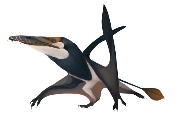 スカイ島で発掘された約1億7000万年前の翼竜「Dearc sgiathanach」のイメージ図 - Sputnik 日本