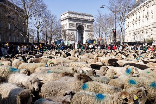 パリ国際農業見本市が閉幕し、凱旋門付近で行われたパレードに参加した羊の群れ（フランス・パリ、6日） - Sputnik 日本