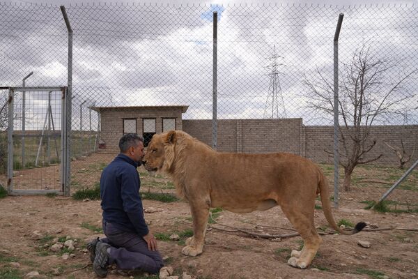 動物園でライオンとふれあうライオン調教師（イラク・ドホーク、4日） - Sputnik 日本
