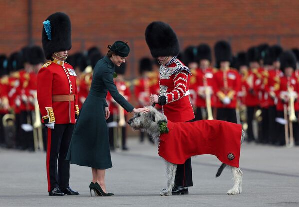 聖パトリックスの祝日を記念したパレードで、アイリッシュガーズ連隊のマスコット犬にシャムロックの小枝を手渡すケンブリッジ公爵夫人キャサリン妃（英イングランド・オールダーショット、17日） - Sputnik 日本