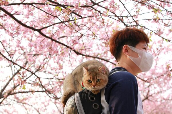飼い主のリュックサックの上に座る猫（中国・江蘇省南京市、13日） - Sputnik 日本