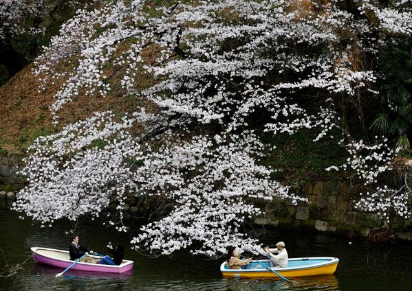 千鳥ヶ淵公園で、ボートに乗って花見をする人々（東京都千代田区、27日） - Sputnik 日本