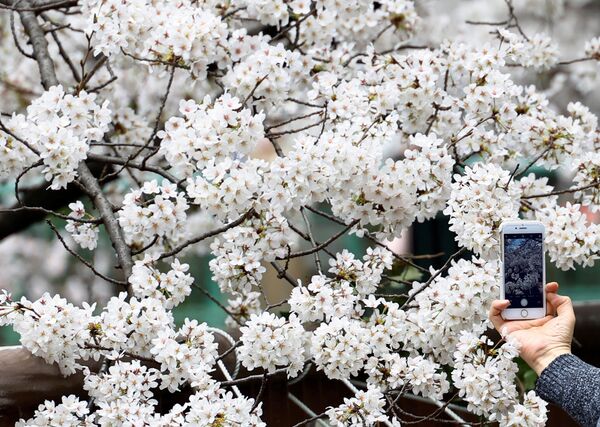 目黒川沿いに咲く桜を撮影する男性（東京都千代田区、27日） - Sputnik 日本