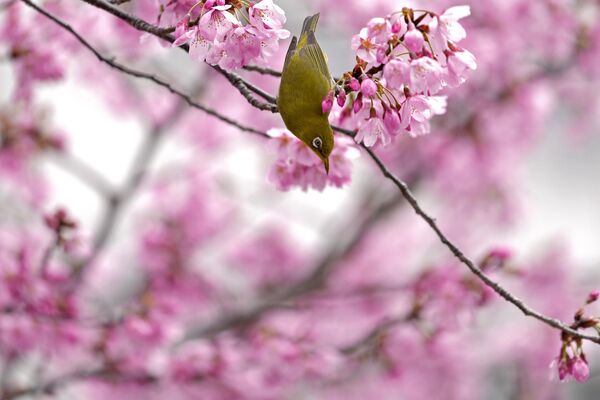 桜の花の蜜を飲むメジロ（東京都、23日） - Sputnik 日本