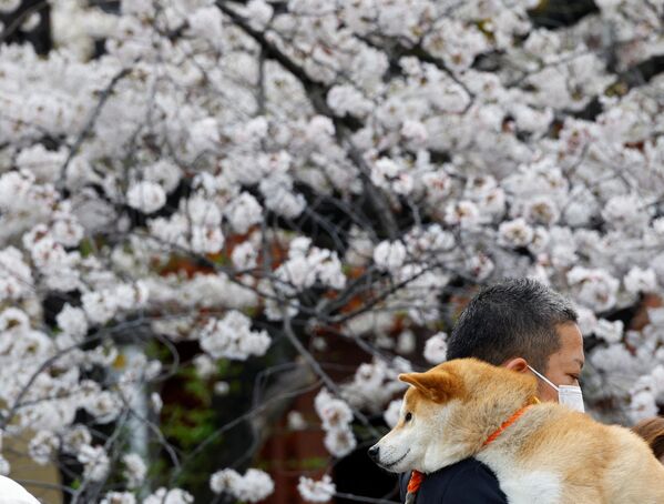 桜の咲く目黒川沿いを犬を抱えて歩く男性（東京都、27日） - Sputnik 日本