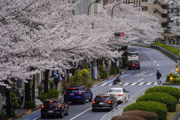桜の咲く通りを歩く人々（東京都、27日） - Sputnik 日本