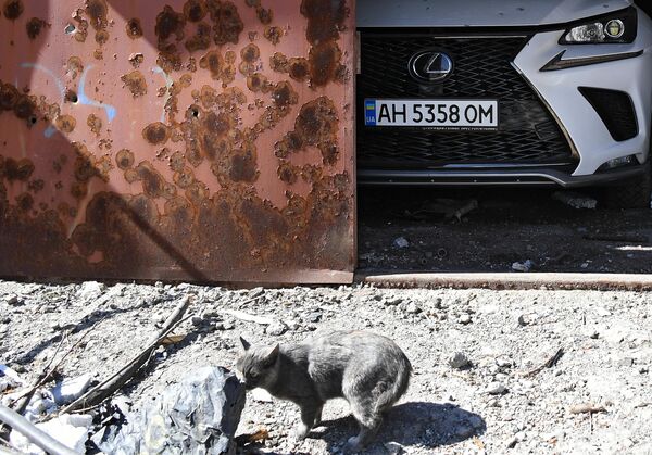 砲撃により損壊した住宅のそばを徘徊する猫（ウクライナ・マリウポリ、28日） - Sputnik 日本