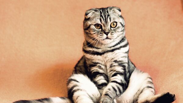英国の猫が鳴き声の大きさでギネス記録更新 - Sputnik 日本