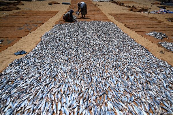 漁港で塩漬けの魚を加工する作業員ら（スリランカ・ネゴンボ、24日） - Sputnik 日本