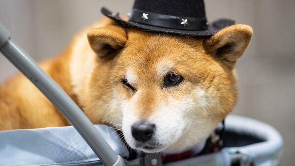「インターペット」を訪れた犬（東京都江東区、1日） - Sputnik 日本