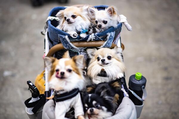 「インターペット」を訪れた犬たち（東京都江東区、1日） - Sputnik 日本