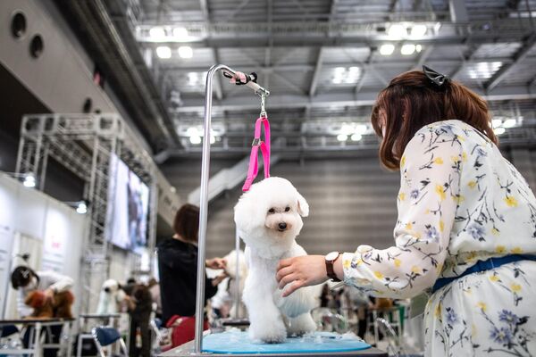 グルーミングコンテストでモデルになる犬（東京都江東区、1日） - Sputnik 日本