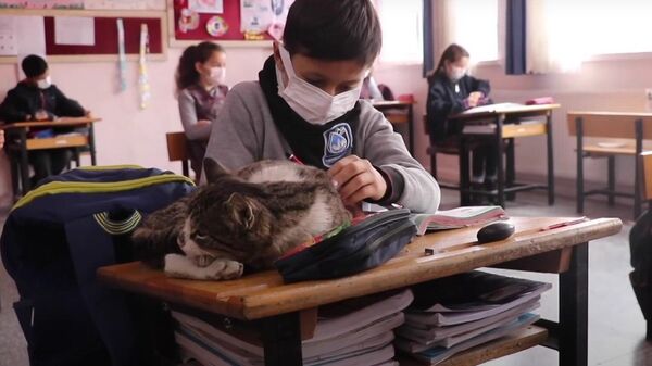 猫版シンデレラストーリー：野良猫が学校のマスコットに　トルコ - Sputnik 日本