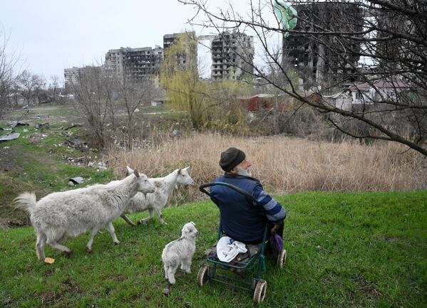 ヤギの放牧をする地元住民（ウクライナ・マリウポリ、12日） - Sputnik 日本