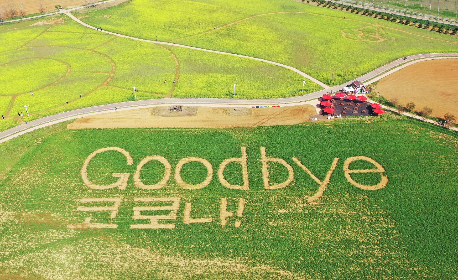 Надпись Goodbye coronavirus, выполненная в ознаменование отмены пандемических ограничений на поле в Ансоне, Южная Корея - Sputnik 日本, 1920, 18.04.2022