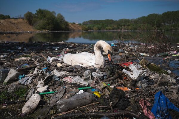 ドナウ川のほとりで、プラスチックごみで巣を作る白鳥。ベオグラードでは排水設備が整っていない場所が多く、浄化槽の水を未処理のまま河川に放流する場合も（セルビア・ベオグラード、2022年4月18日） - Sputnik 日本