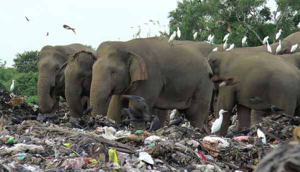 埋立地で餌をあさる野生のゾウの群れ。スリランカでは過去8年間で、約20頭のゾウがゴミ捨て場のプラスチックごみを摂取し死亡している（スリランカ・アンパラ、2022年1月6日） - Sputnik 日本