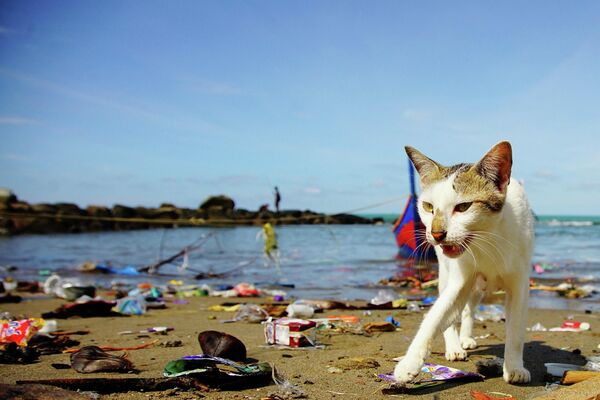 ロークスマウェの海岸に漂着したごみをあさる猫（インドネシア・スマトラ島、2021年8月12日） - Sputnik 日本