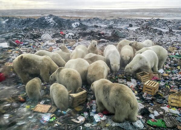 ゴミ捨て場でごみをあさるホッキョクグマの群れ。温暖化の影響で北極圏の氷が溶け、陸地で過ごす期間が長くなっている（ロシア・ノヴァヤゼムリャ島、2018年10月31日） - Sputnik 日本