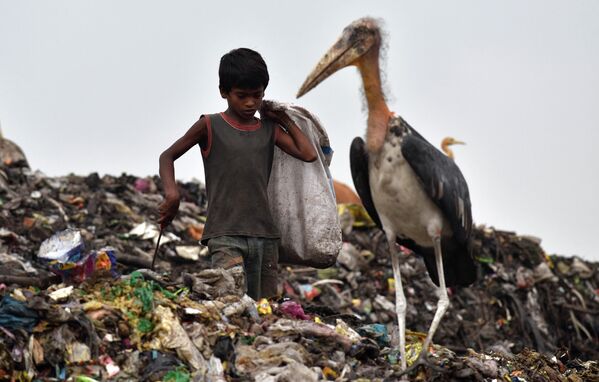ごみ捨て場で、オオハゲコウ横でゴミを仕分ける少年（インド・アッサム州グワハティ、2017年6月4日） - Sputnik 日本