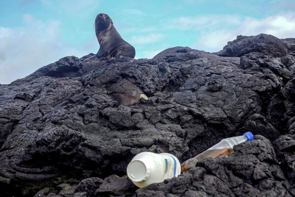 ゴミの近くで休むガラパゴスオットセイ（ガラパゴス諸島・イサベラ島、2019年2月21日） - Sputnik 日本