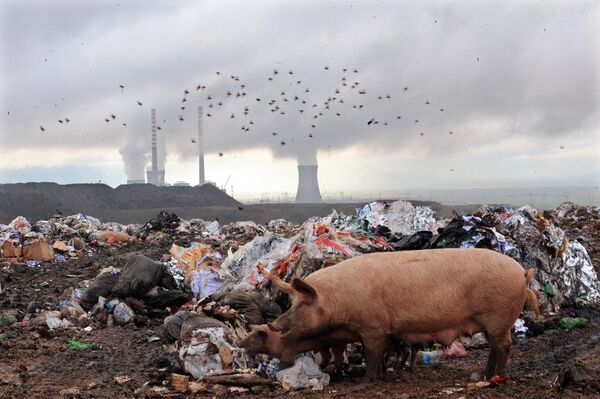 石炭発電所の冷却塔の近くに捨てられた廃棄物をあさるブタ（北マケドニア・スコピエ南郊、2009年12月15日） - Sputnik 日本