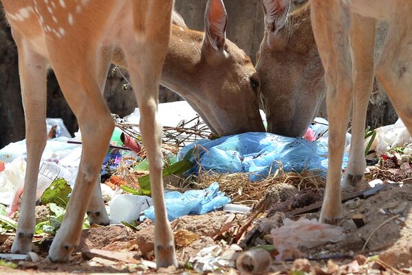 空き地に捨てられたゴミをあさる野生のシカ（スリランカ・トリンコマリー、2018年5月10日） - Sputnik 日本