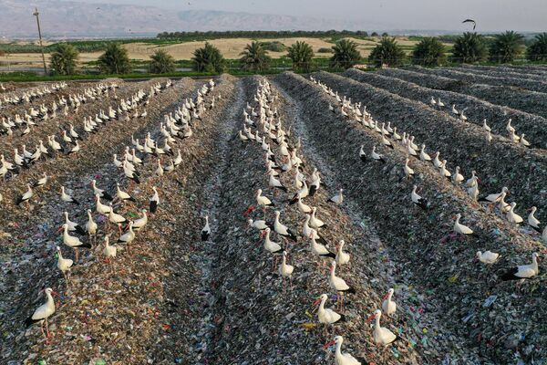 プラスチックごみの埋立地に集まるコウノトリの群れ（パレスチナ自治区・ヨルダン川西岸地区、2022年2月18日） - Sputnik 日本