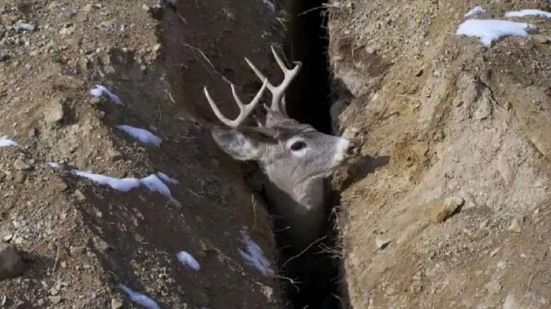 Deer rescued after getting trapped in trench Deer rescued after getting trapped in trench - Sputnik 日本, 1920, 06.05.2022