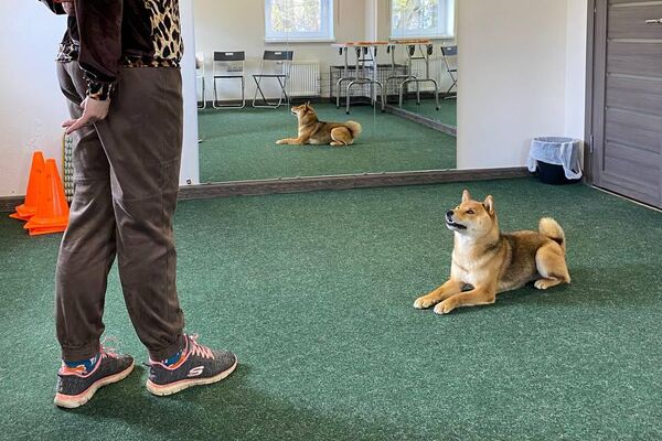 柴犬の訓練 - Sputnik 日本