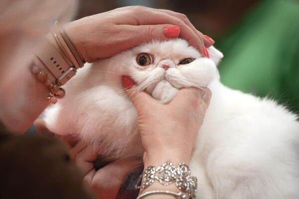 ネコの美人コンテストで審査員に審査されるネコ（ルーマニア・ブカレスト、7日） - Sputnik 日本