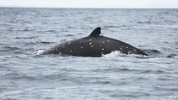  クロツチクジラ - Sputnik 日本