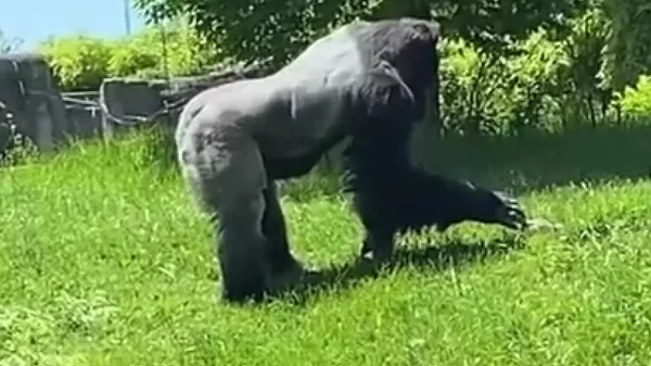 優しい巨人：ゴリラがウッドチャックを撫でる　米動物園 - Sputnik 日本