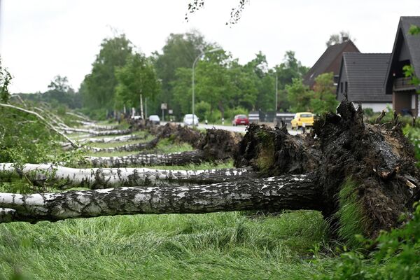 嵐の影響で根こそぎ倒れたブナの木（ドイツ・ヘリングハウゼン、21日） - Sputnik 日本