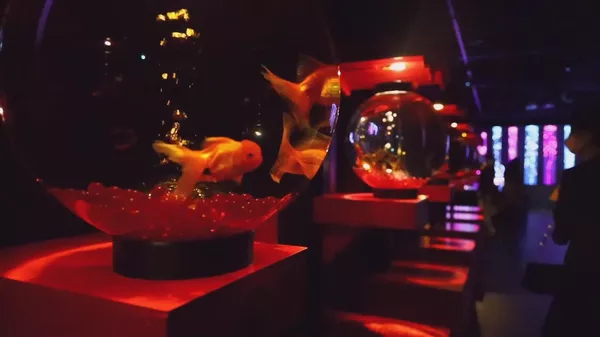 アートアクアリウム美術館 - Sputnik 日本