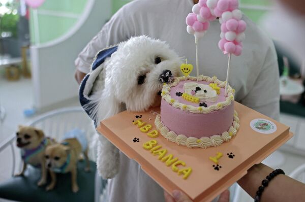 ドッグカフェ「Happy Bark Day」で1歳の誕生日を祝う犬（アラブ首長国連邦・ドバイ、30日） - Sputnik 日本
