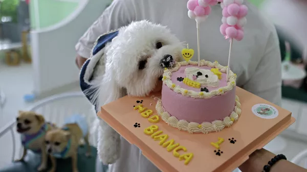 ドッグカフェ「Happy Bark Day」で誕生日を祝う犬（アラブ首長国連邦・ドバイ、30日） - Sputnik 日本