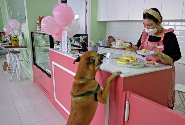 ドッグカフェ「Happy Bark Day」で食事を提供する韓国人オーナーのク・ヒョンソクさん（アラブ首長国連邦・ドバイ、30日） - Sputnik 日本