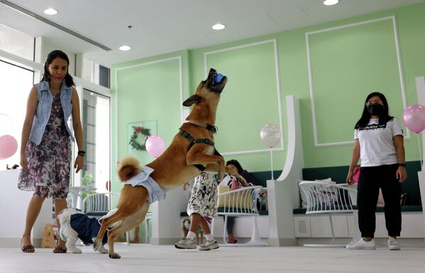 ドッグカフェ「Happy Bark Day」を訪れた客と犬（アラブ首長国連邦・ドバイ、30日） - Sputnik 日本