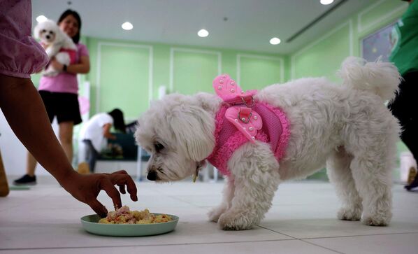 犬用の誕生日ケーキを食べる犬（アラブ首長国連邦・ドバイ、30日） - Sputnik 日本