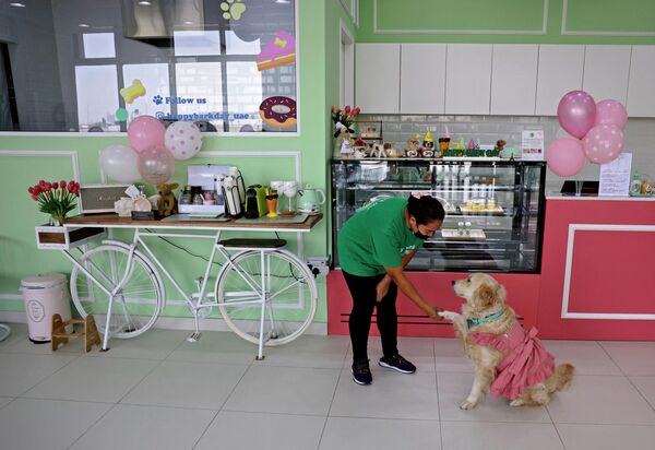 客の犬を迎え入れるドッグカフェ「Happy Bark Day」の従業員（アラブ首長国連邦・ドバイ、30日） - Sputnik 日本