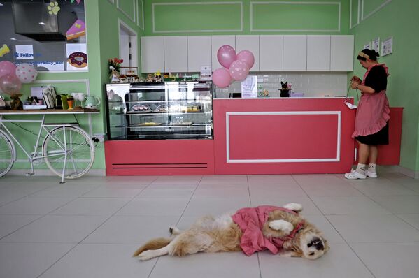 ドッグカフェ「Happy Bark Day」で寝そべる犬（アラブ首長国連邦・ドバイ、30日） - Sputnik 日本