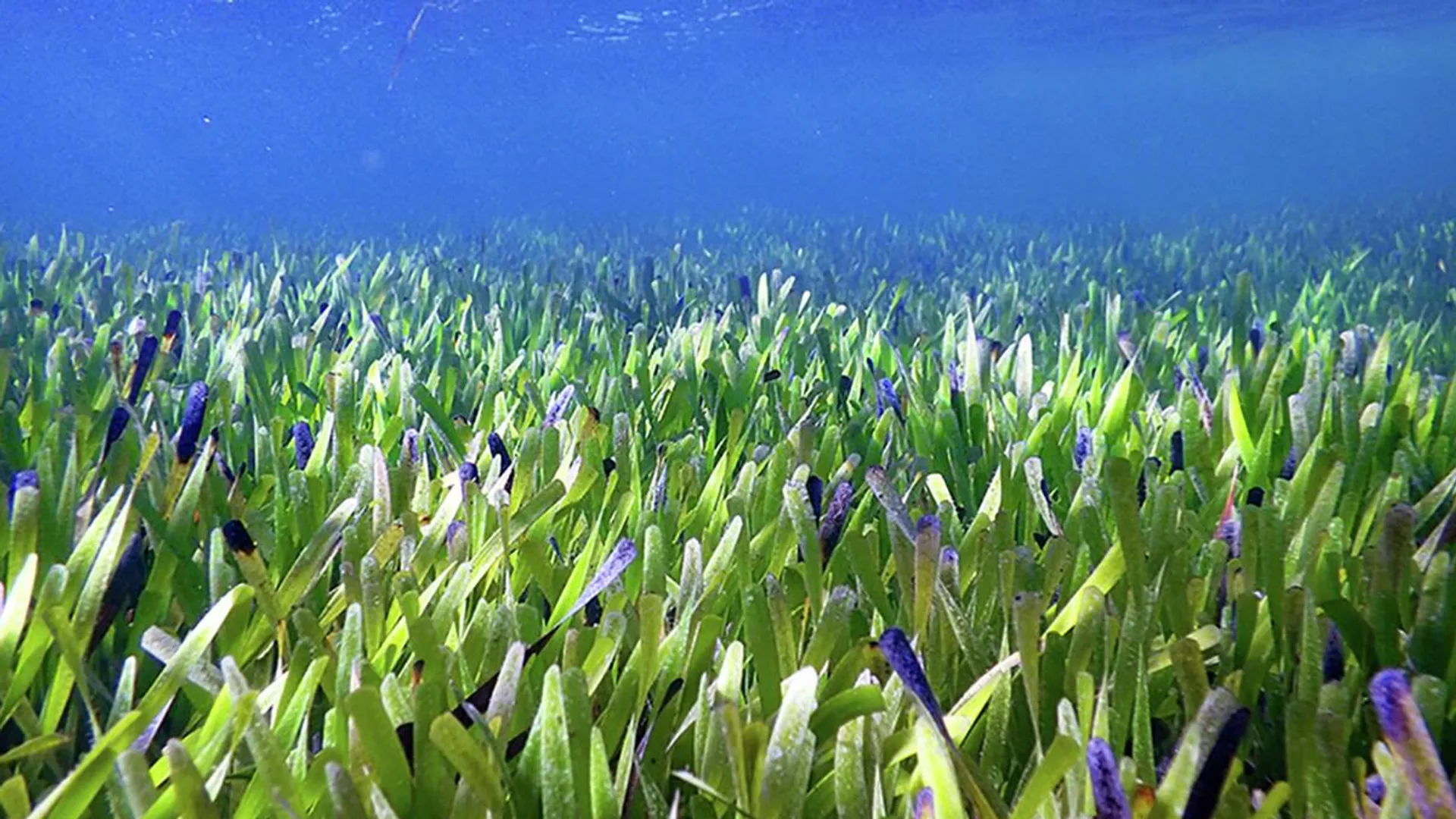 海草（Posidonia australis）