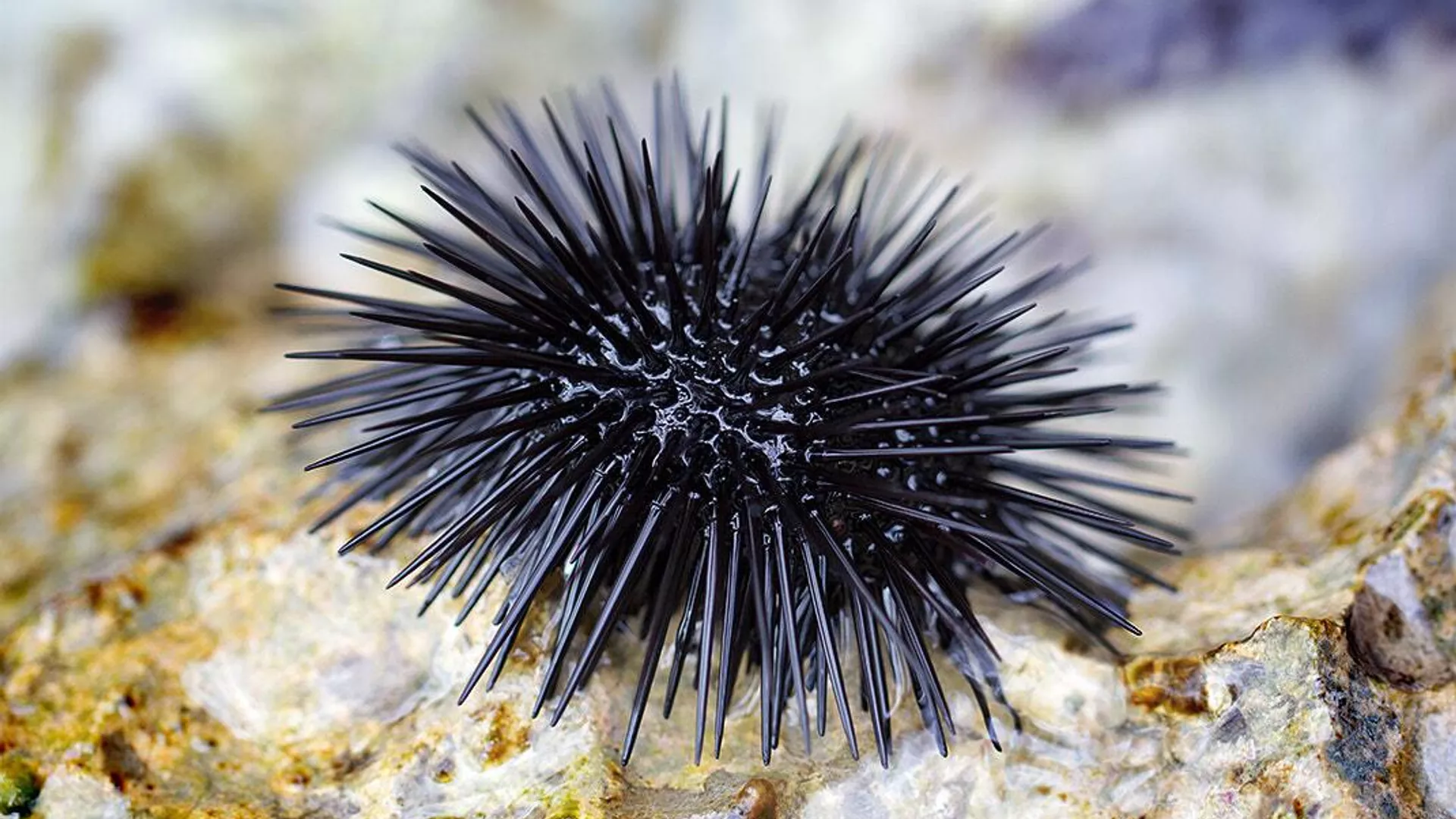 Sea Urchin Sea Urchin - Sputnik 日本, 1920, 10.06.2022