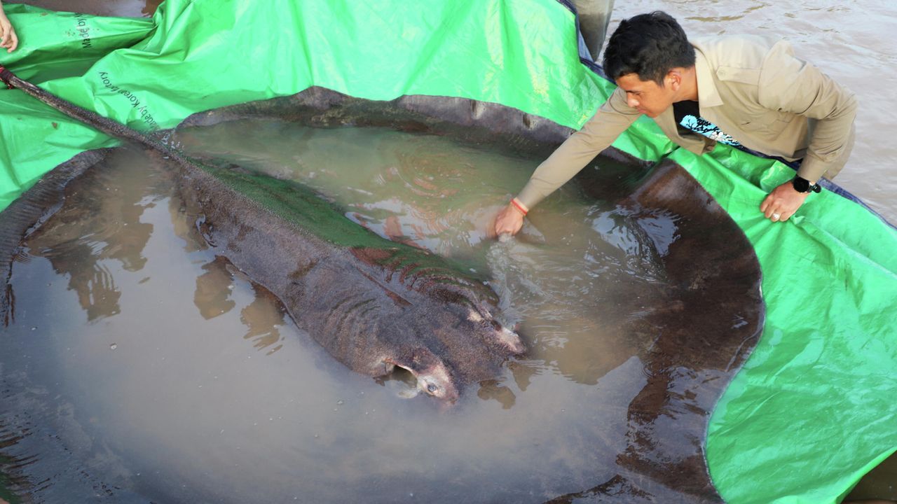 巨大魚 カンボジアで世界最大の淡水魚が捕獲 - 2022年6月21日, Sputnik 日本