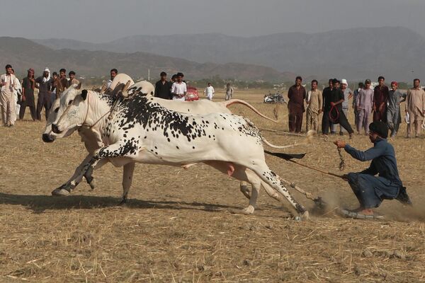 伝統の雄牛レースで、2頭の牛を操る男性（パキスタン・ハリプール、18日） - Sputnik 日本