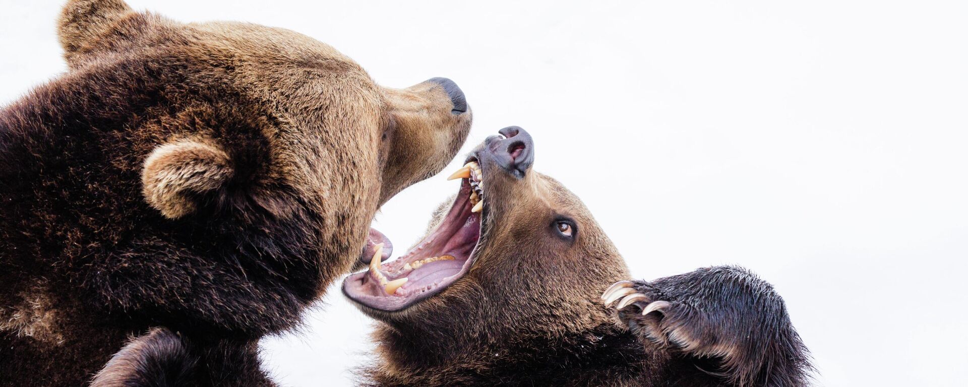 2頭の熊が大喧嘩 - Sputnik 日本, 1920, 26.06.2022