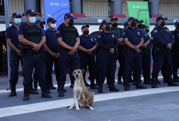 警察の前に佇む野良犬（メキシコ・プエブラ州、29日） - Sputnik 日本
