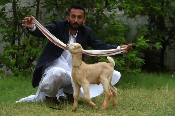 非常に長い子ヤギの耳を見せる飼育係の男性（パキスタン・カラチ、6日） - Sputnik 日本